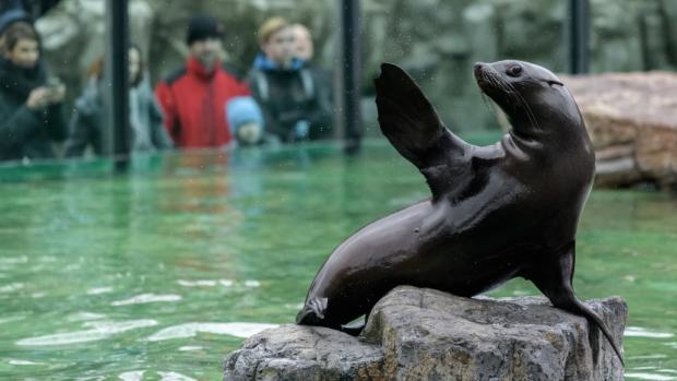 Na Nový rok se mohou návštěvníci Zoo Praha těšit například na speciální vystoupení lachtanů jihoafrických. Foto Petr Hamerník, Zoo Praha