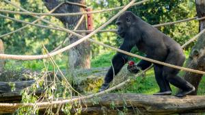 Foto: Petr Hamerník, Zoo Praha