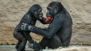 V Zoo Praha se tuto sobotu koná oslava Mezinárodního dne goril. V rámci akce budou gorilám předány enrichmentové dárky. Foto: Petr Hamerník, Zoo Praha. 
