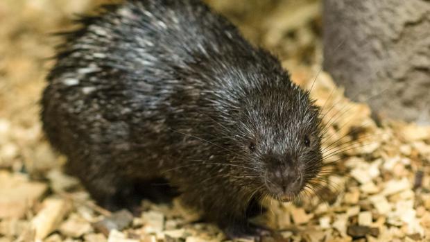 Dikobraz palawanský je jedním z nejmenších druhů dikobrazů. Typická je krátká, zakulacená hlava bez zřetelného krku, zavalitá postava a malé oči i boltce. Samci se od samic liší pouze větší velikostí. Autor: Petr Hamerník, Zoo Praha