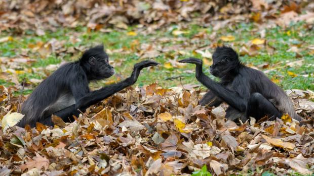 Podzim je ideálním obdobím pro návštěvu Zoo Praha. Velmi zajímavou podívanou nabízejí například tzv. opičí ostrovy. Foto: Petr Hamerník, Zoo Praha.