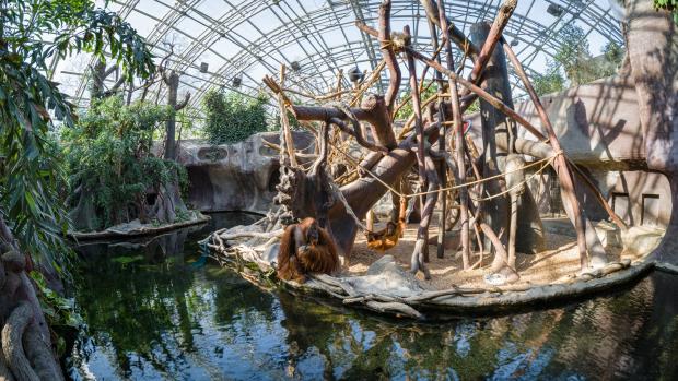 Expozice orangutanů v Indonéské džungli, foto: Petr Hamerník, Zoo Praha