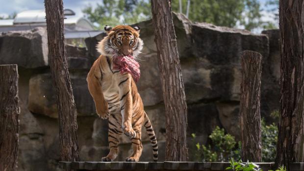 Johan předvedl sílu a eleganci těchto nádherných šelem. Foto: Václav Šilha, Zoo Praha.