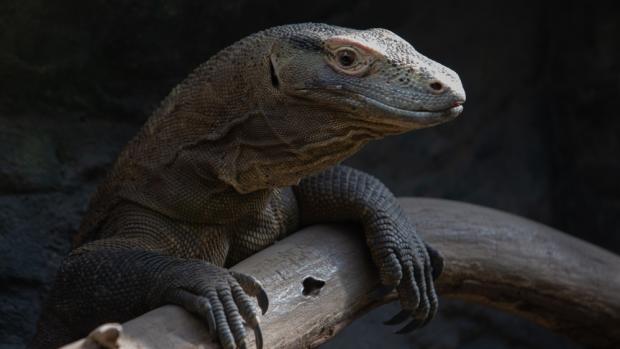 Foto: Tereza Mrhálková, Zoo Praha
