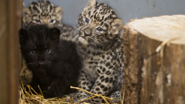  Amur Leopard triplets aged one month Photo: Tomáš Adamec, Prague Zoo