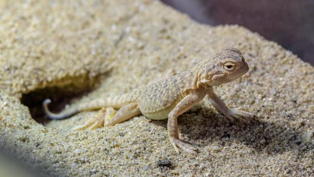 Vzácná agamka písečná se vylíhla 18. března po 34 dnech inkubace; aktuálně váží 3 g a měří 7,5 cm (v dospělosti dosáhne délky 20 cm a váhy 30 g). Mládě je zatím odchováváno v zázemí, rodiče jsou k vidění v pouštní expozici Kattakum, jež je součástí Pavilonu šelem a plazů. Foto: Petr Hamerník, Zoo Praha.