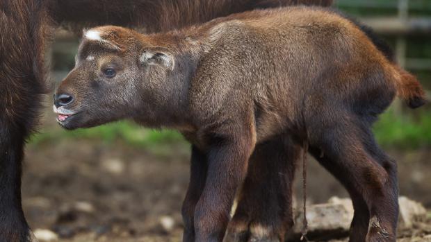 Mládě takina indického. Foto: Tomáš Adamec, Zoo Praha