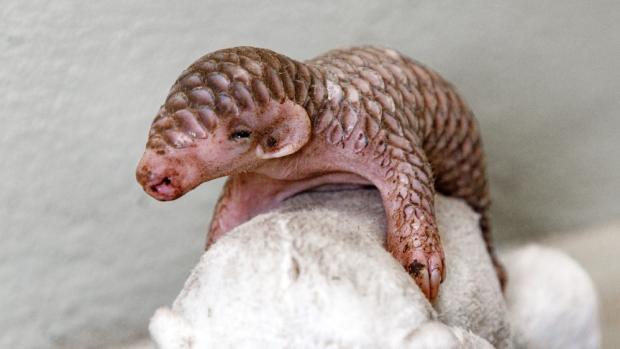 Yesterday's weighing of female pangolin pup, who was born at the Prague Zoo on February 2. Photo: Miroslav Bobek, Prague Zoo