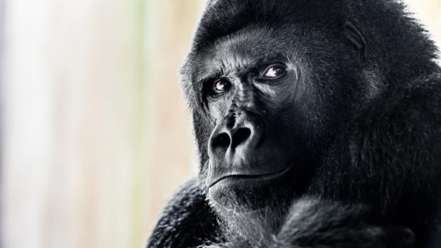 Richard, foto: Tomáš Adamec, Zoo Praha
