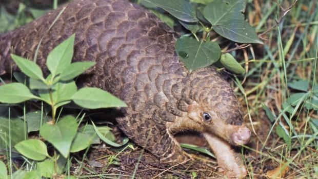 V 80. letech přišly do Zoo Praha postupně dva luskouni krátkoocasí. Na dobovém snímku tedy může, ale nemusí být jedinec, který uprchl do zahradnictví. Foto Vladimír Motyčka, Zoo Praha