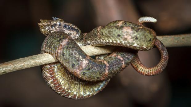 Kontrastní ocásek mohou křovináři nabídnout místo hlavy i při ohrožení predátorem. Foto: Petr Velenský, Zoo Praha 