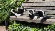 In recent days, it is the ruffed lemurs rather than visitors that have been relaxing on the benches. While ring-tailed lemurs most often bask sitting upright, ruffed lemurs adopt a variety of positions. Photo: Petr Hamerník, Prague Zoo