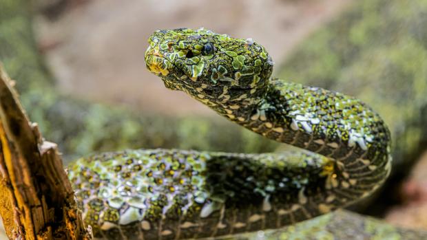 Foto: Chřestýšovec mangšanský, foto: Petr Hamerník, Zoo Praha