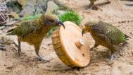 Foto: Petr Hamerník, Zoo Praha