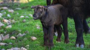 The birth of a baby Mishmi takin came as a surprise to the keepers. The female mated at an unexpectedly late time of the year. However, the one-week-old male is thriving and is already curiously exploring the enclosure in the upper part of the zoo. Photo Oliver Le Que, Prague Zoo