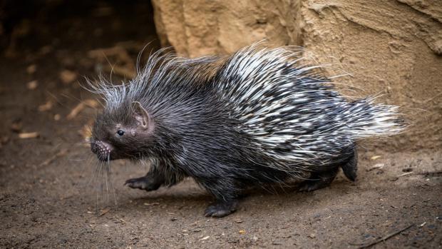 Mládě dikobraza jihoafrického, foto: Petr Hamerník, Zoo Praha