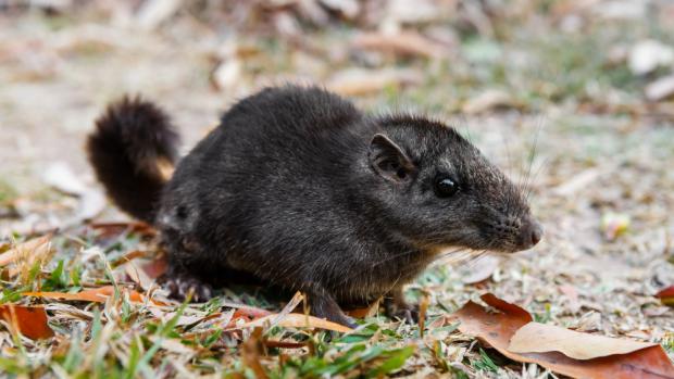 Mysterious, unique and endangered kha-nyou. Its Czech name Laoš is an acronym of Laos mouse.  Photo: Miroslav Bobek