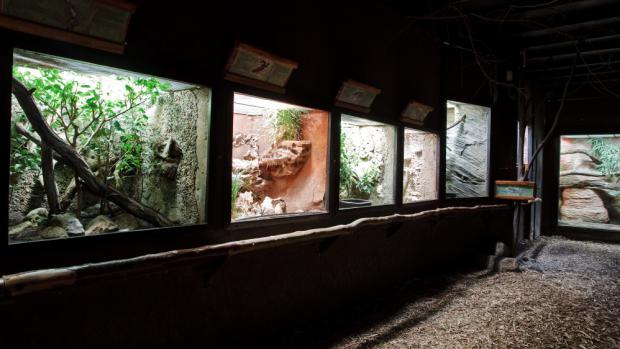 Terrarium, photo: Tomáš Adamec, Prague Zoo
