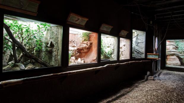 Terárium, foto (c) Tomáš Adamec, Zoo Praha