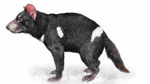 Tasmanian devil(c) Pavel Procházka