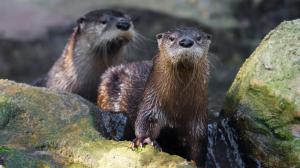 Vydry severoamerické jsou v rámci České republiky k vidění pouze v Zoo Praha.  Foto: Petr Hamerník, Zoo Praha