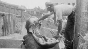 Picture: Colonel Zelinka perfectly captured the look and functioning of Prague Zoo in the 1930s. Petr, the hippo, is depicted here with the keeper in the original house of pachyderms, which used to be at the place of today’s lemur exhibit. The headquarters of the zoo are in the background. Source: the collections of the Austrian Film Museum