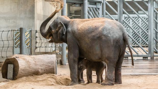 Slonice Tamara porodila v pátek 7. října své první slůně. Foto: Petr Hamerník, Zoo Praha 