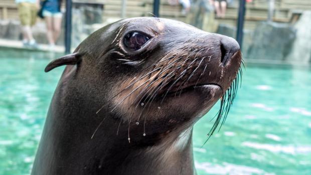 Samička Wendy je vnučkou slavného lachtana Gastona. Foto: Miroslav Bobek, Zoo Praha