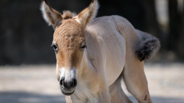 Mládě koně Převalského zůstane v pražském stádě minimálně půl roku.  Foto: Petr Hamerník, Zoo Praha