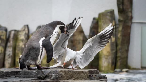 Foto: Petr Hamerník, Zoo Praha