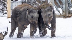 Слонята Лакуна и Амалия в Пражском зоопарке уже наслаждаются второй зимой. В хорошую погоду они выходят на улицу даже когда выпадает снег. Фото: Оливер Ле Ку, Пражский зоопарк