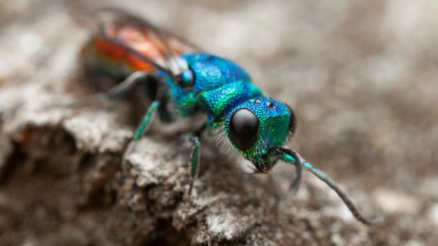 The rubby-tailed wasp in a photo by the excellent insect photographer. Photo: Pavel Krásenský