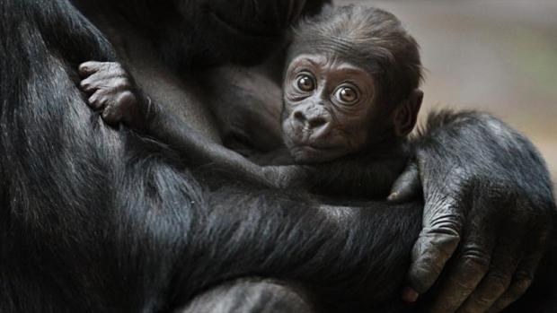 So far, Nuru is the latest addition to the Prague’s gorilla group. Photo: Tomáš Adamec, Zoo Praha