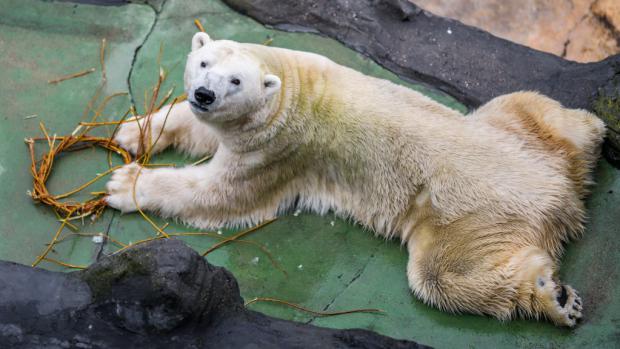 Z proutí můžete vyrobit spoustu předmětů, které udělají radost například ledním medvědům. Foto: Petr Hamerník, Zoo Praha.