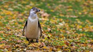Nejstarší letošní mládě tučňáka v sobotu dostane jméno. Foto: Petr Hamerník, Zoo Praha