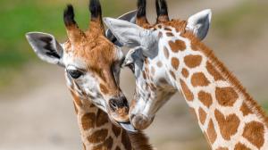 Loňská mláďata Matyáš a Nela, foto: Petr Hamerník, Zoo Praha