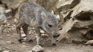 The keepers will know the sex of the newly born Chacoan peccary piglet in about three weeks. In the meantime, the parents are taking good care of it and visitors can see it most of the day with the whole group in the outdoor enclosure. Author: Petr Hamerník, Prague Zoo