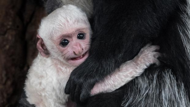 Zoo Praha se může pyšnit mládětem guerézy pláštíkové. Foto: Vít Lukáš, Zoo Praha