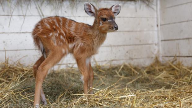 Jedním z prvních letošních přírůstků v Zoo Praha je toto mládě sitatungy západoafrické, jedné z nejbarevnějších antilop. Foto: Václav Šilha, Zoo Praha.