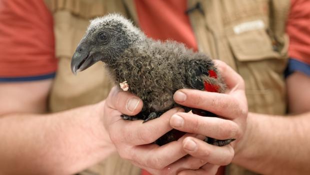 The first Pesquet’s parrot chick of this year hatched on January 28th. Pictured here at the age of 48 days. Photo: Petr Hamerník, Prague Zoo