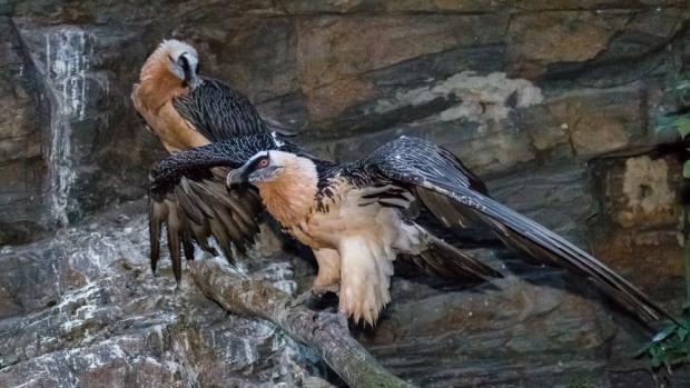 Mladý pár orlosupů bradatých má v Zoo Praha navázat na úspěšný odchov těchto pozoruhodných dravců. Foto: Petr Hamerník, Zoo Praha