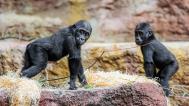 Mobi a Gaia, foto: Petr Hamerník, Zoo Praha