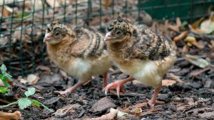 Historicky první mláďata hoka přilbového vylíhlá v zoologických zahradách na  	území Česka a Slovenska. Foto: Petr Hamerník, Zoo Praha 