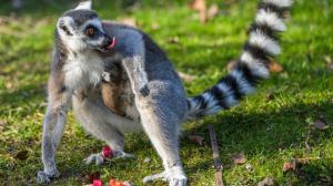 Skupina lemurů kata ze Zoo Praha se rozrostla o další mládě. Nový benjamínek se narodil ve středu brzy ráno a zatím se vyvíjí dobře Foto: Petr Hamerník, Zoo Praha.