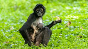 Samici chápana středoamerického Talule se narodilo již šesté mládě od jejího příchodu do Zoo Praha. Foto: Petr Hamerník, Zoo Praha.