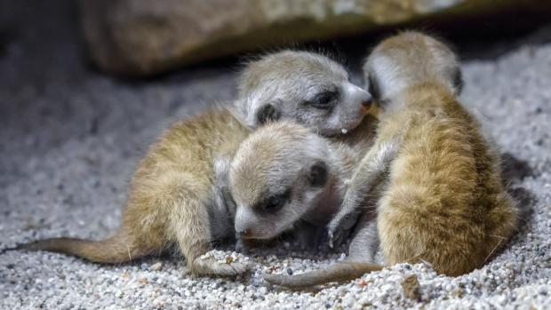 Nová mláďata surikat v pražské zoo mohou návštěvníci vidět nezvykle brzy. Foto: Petr Hamerník, Zoo Praha