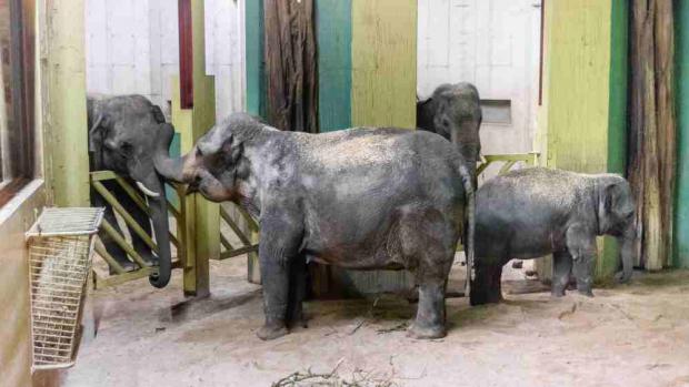 Donna a Sita se v novém domově již krátce po vyložení začaly seznamovat s mladými samci ve vedlejším boxu. Foto Ireneusz Dabrowski, Zoo Praha.