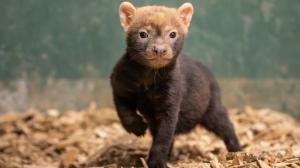 The bush dog puppies have already passed their first critical period and Prague Zoo’s visitors can now observe them larking about in the enclosure close to the polar bear exhibit. Photo Oliver Le Que, Prague Zoo