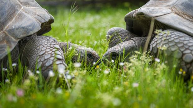 Zoo Praha povede plemennou knihu a stane se koordinátorem Evropského chovného programu (EEP) želv obrovských. Jde o velké uznání chovu těchto velkých suchozemských plazů. Autor: Petr Hamerník, Zoo Praha