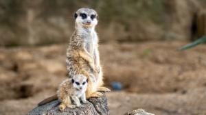 Foto: Oliver Le Que, Zoo Praha